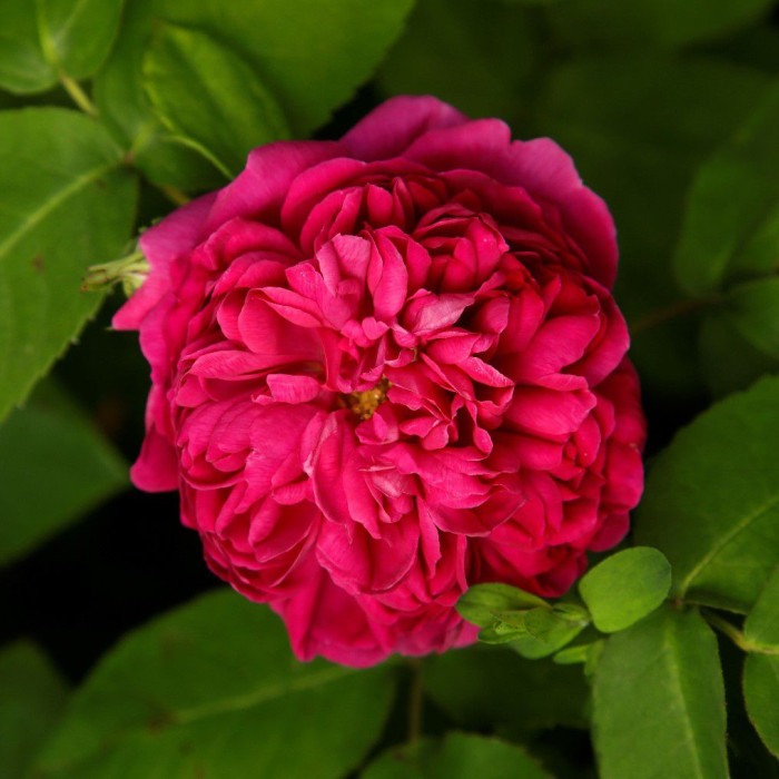 ROSE DE RESHT®